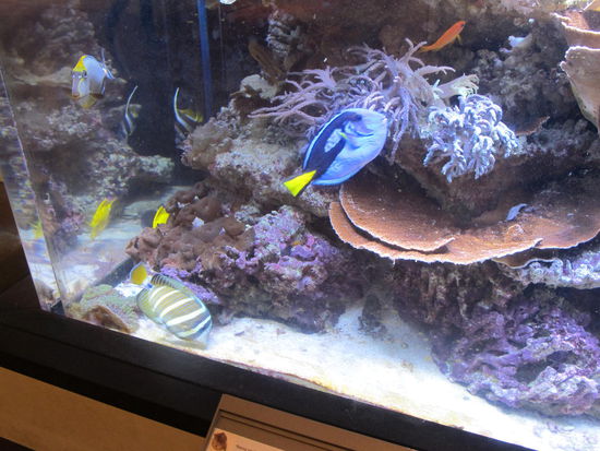 Für Leni ein paar Fische, nen Schneeleoparden für Timon gabs leider net