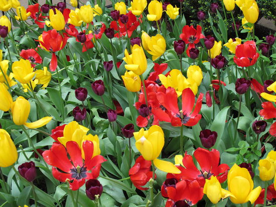 Nochmal nachträglich zum Muttertag für Ma!! (und auch alle anderen Mütter die mitlesen)