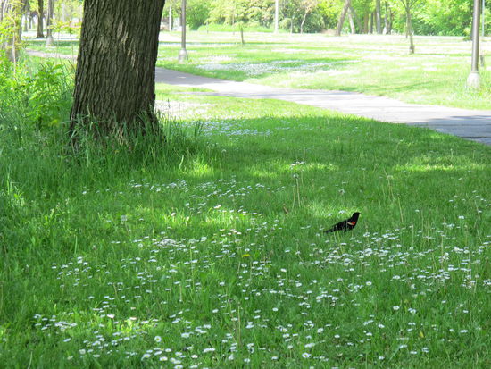 Da is der Vogel, ich weiß sehr klein, aber ich bin froh ihn überhaupt erwischt zu haben