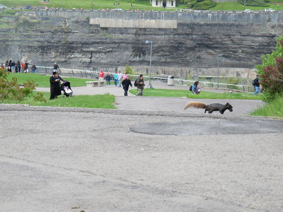 Ein dunkles Eichhörnchen 