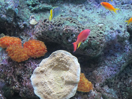 Ein paar kleine, bunte Fische 