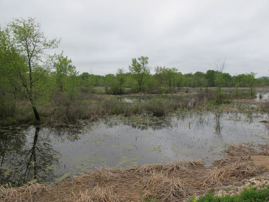 Fast wie in den Everglades - nur keine Mücken 