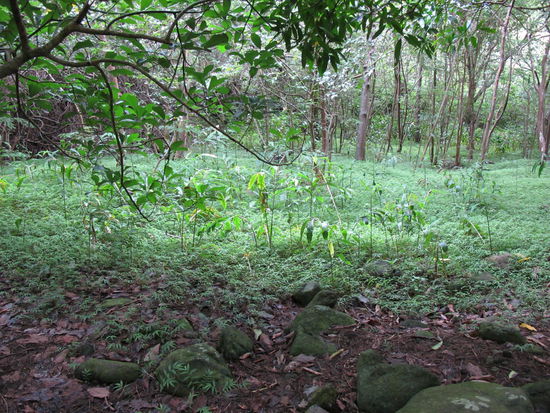 Ich glaub so viel verschiedene Grüntöne hab ich noch nie gesehen