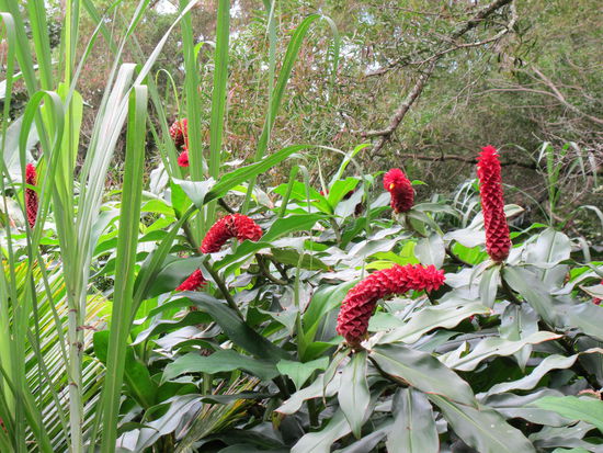 Die hab ich noch nie gesehen