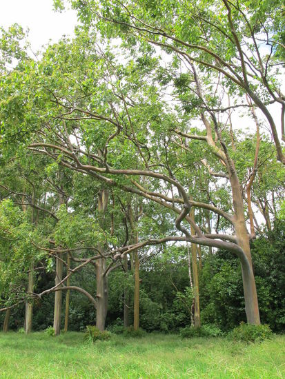 Am Ko'olau Forest Reserve