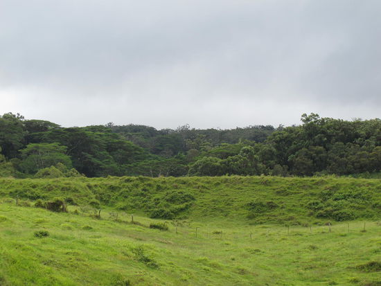 Herrlich wie es immer dunkelgrüner wird