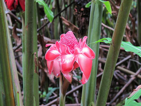 Es gibt echt schöne Blumen auf Hawaii
