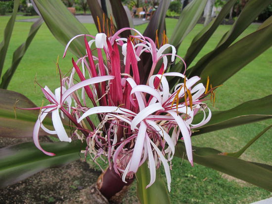 Wieder eine Blume die ich noch nie gesehen hab