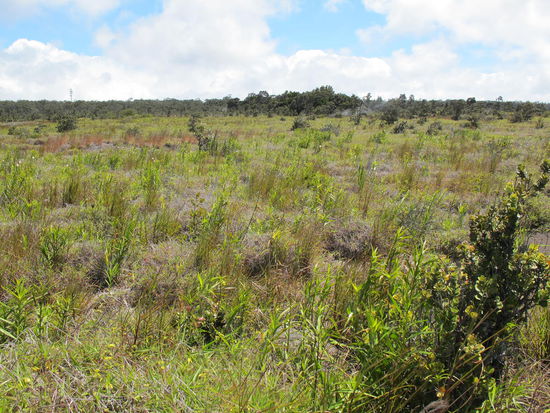 Wiedermal schön grün