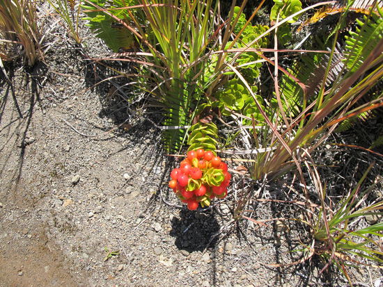 Sah lecker aus, weiß aber nimmer was es war und obs eßbar ist. Ich hab heut nur mal ne Christmasberry gesehen, aber net fotografiert, warum auch immer