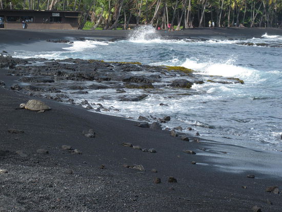 Und ne Andere aufm naßen schwarze Sand (ich hab mich an den Abstand zu den Tieren gehalten)