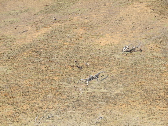 Mehr schafft mein Zoom net