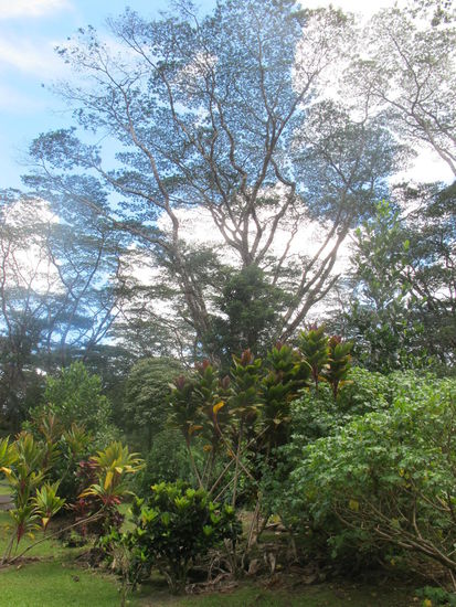 Es waren viele unterschiedliche Bäume und Blumen