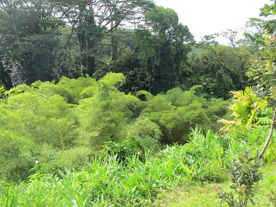 Aber auch dort wars schön grün