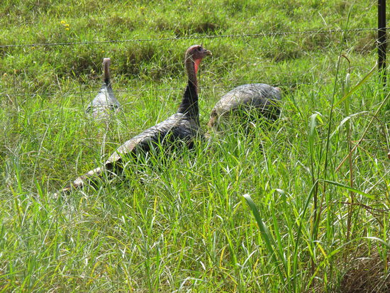 Und andere Tiere, was auch immer die sind