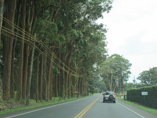 Highway 19 nach Waimea