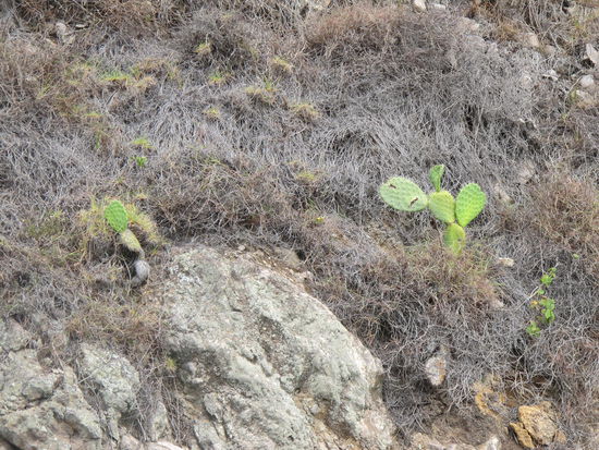 Die haben echt alles hier auf Hawaii 