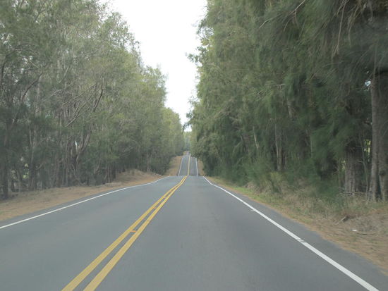 Nadelwald mit Achterbahnstraße
