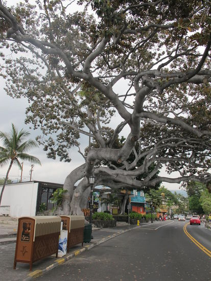Solche Bäume gabs noch ein paar Mal