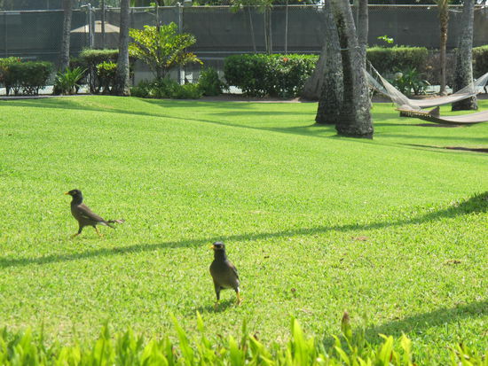 Die haben nach Futter gesucht