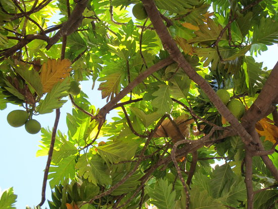 Blick nach oben bei meiner Pause im Village