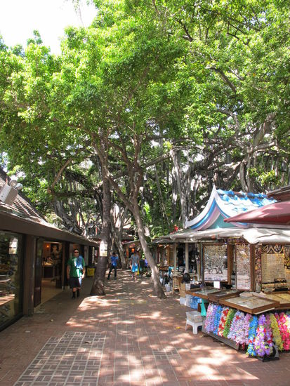 Einer von den großen Bäumen