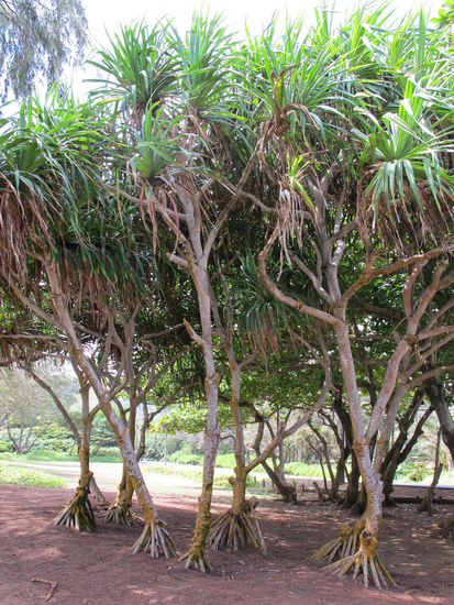 Außergewöhnliche Bäume am Hau'ula Beach Park