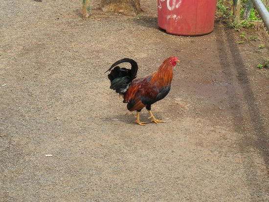 Die laufen fast überall rum