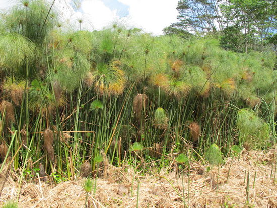 Außergewöhnliche Pflanzen