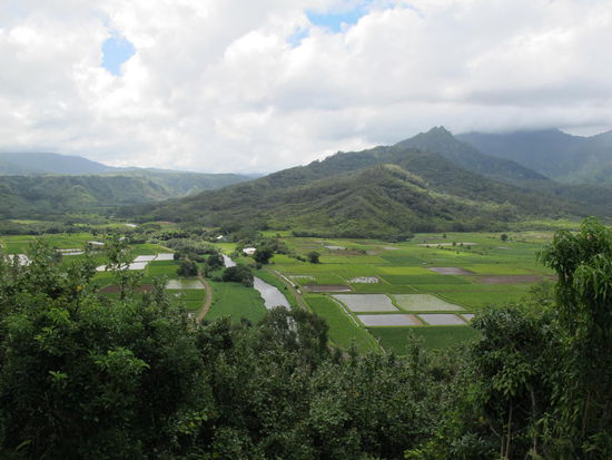 Hanalei Valley