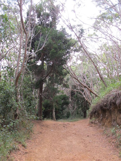 Es gibt auch Nadelbäume auf Hawaii