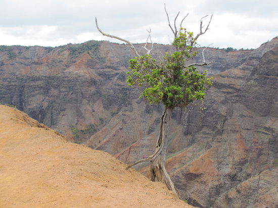 Der kann sich gut am Hang festhalten