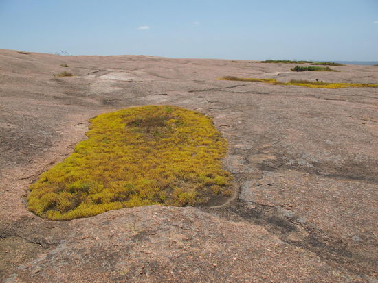 An manchen Flecken wächst da oben auch was