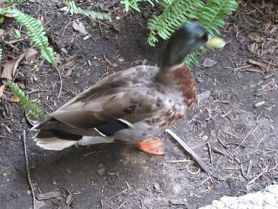 Ist am Tisch vorbeigewatschelt