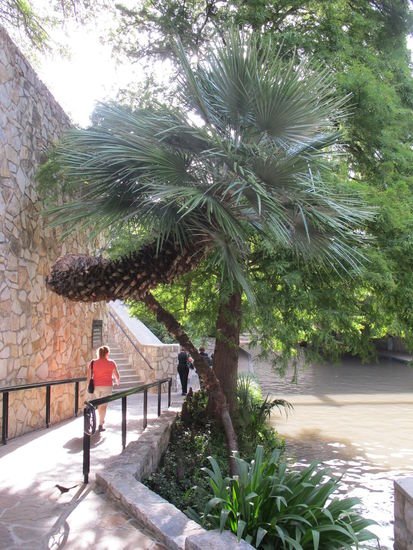 Sehr schwungvoll die Palme