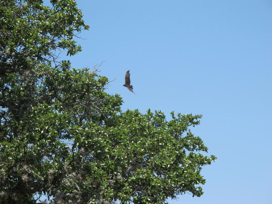 Hab net erkennen können was ders für einer war, aber es sind Einige dort rumgeflogen