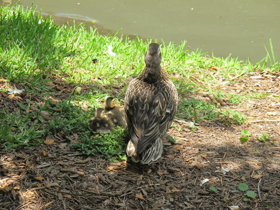 Die Ente mit ihren Kleinen