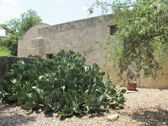 Kakteen gibt's öfter in der Gegend, kein Wunder...