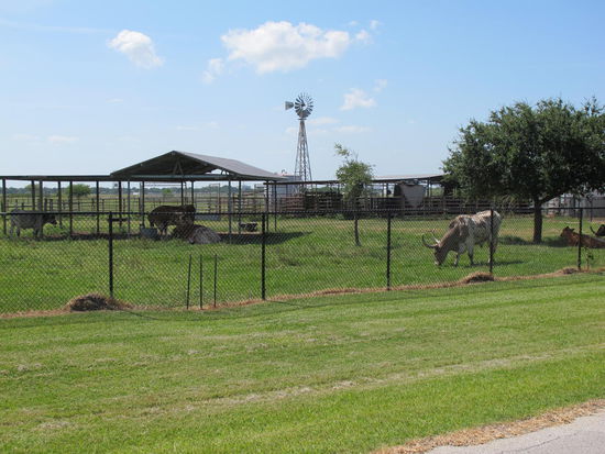 Die Longhorns neben der NASA
