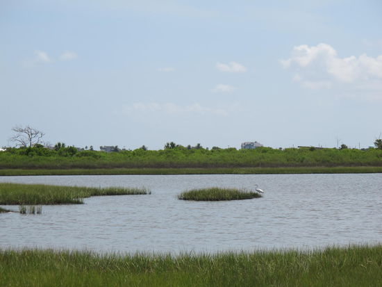 Klein is der Vogel in der Mitte zu erkennen