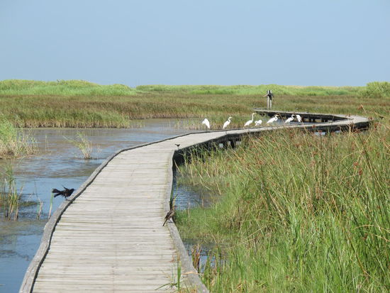 Mit viel Geschrei sind sie weggeflogen als ich kam 