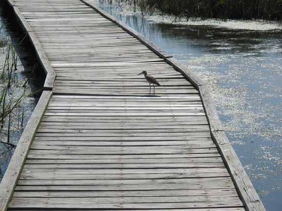 Der war spitze, is glaub ich so 100 Meter mit viel Geschrei vor mir hergelaufen anstatt einfach wegzufliegen...