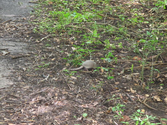 Ein Gürteltier, die gibt's dort öfters (hab sogar letztens daheim in ner Sendung gesehen, daß sie die hier auch essen, lecker)