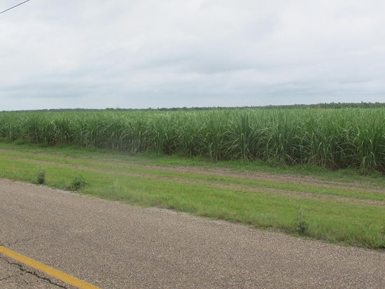 Riesiges Zuckerrohrfeld