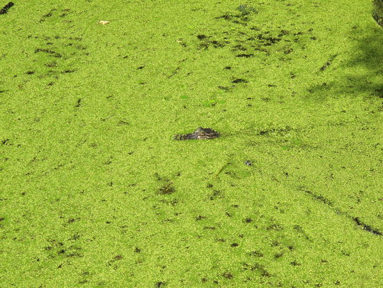 Der Kopf vom Baby-Alligator