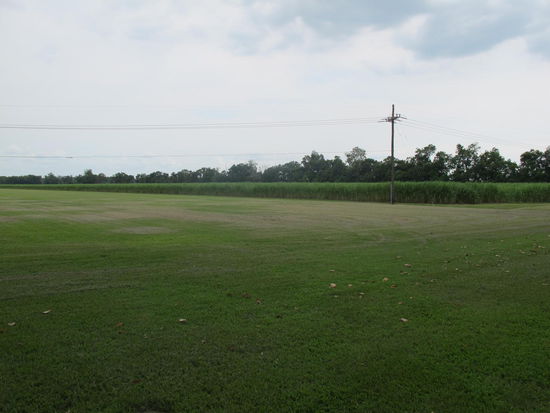 Riesige Zuckerrohrfelder rund um das Plantagenhaus