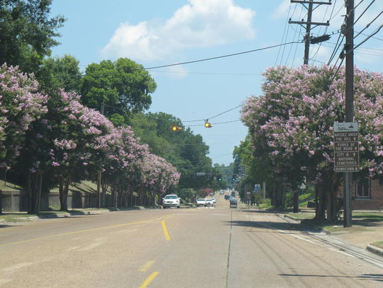In Natchez hats überall geblüht