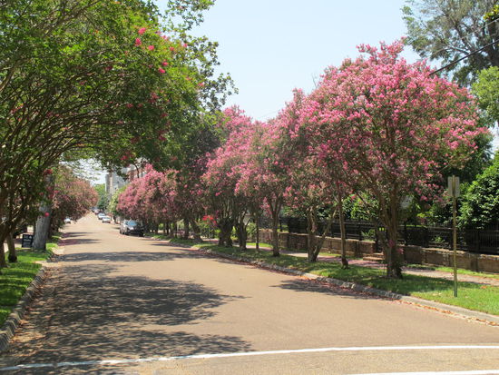 Schöne Straßen gabs in Natchez