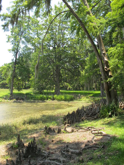 Garten des Hauses "Melrose"