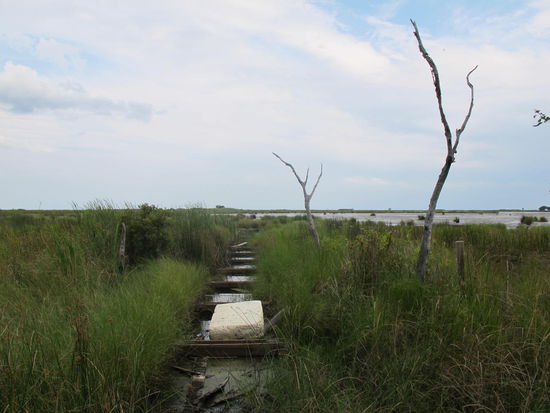 Alligator Marsh Boardwalk, nimmer ganz vorhanden
